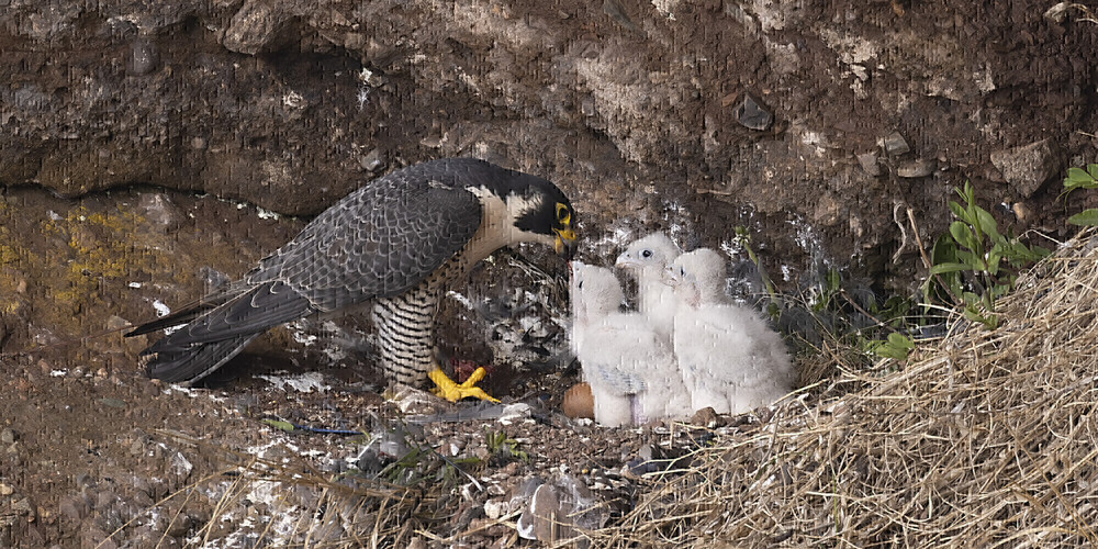 Hopewell Rocks Provincial Park